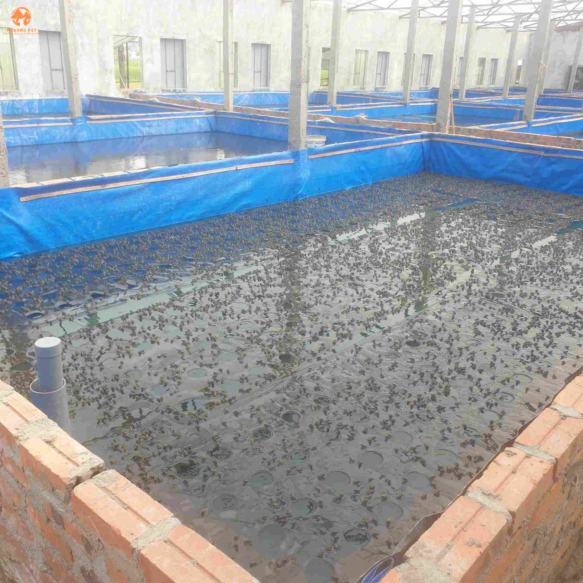 Mua bán ếch giống giá rẻ chất lượng cao tại tphcm